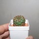 Euphorbia gymnocalycioides
