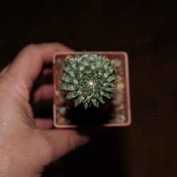Euphorbia gymnocalycioides - прививка