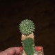 Euphorbia gymnocalycioides - прививка