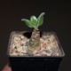 Tylecodon paniculatus