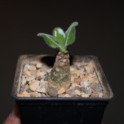 Тилекодон Tylecodon paniculatus - Галерея