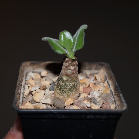 Tylecodon paniculatus