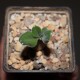 Tylecodon paniculatus
