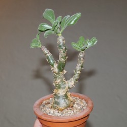 Тилекодон Tylecodon paniculatus бонсай - Галерея