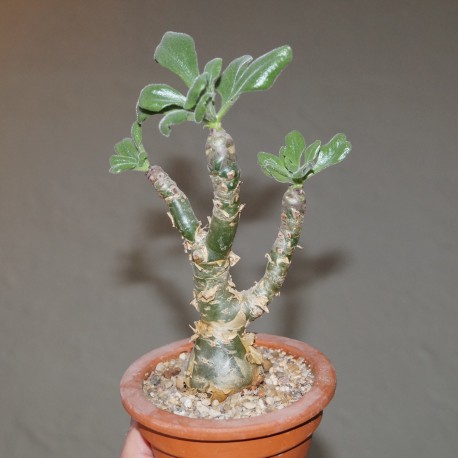 Tylecodon paniculatus бонсай