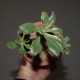 Tylecodon paniculatus бонсай