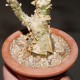 Tylecodon paniculatus бонсай