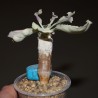Othonna cremnophila