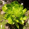 Бригамия замечательная Brighamia insignis
