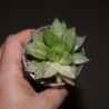 Haworthia cuspidata variegata