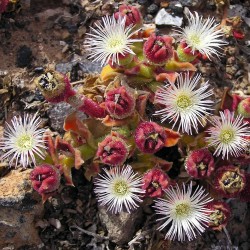 Мезембриантемум хрустальный Mesembryanthemum crystallinum - Галерея