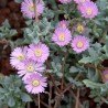 Oscularia deltoides