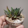 Gasteria pseudonigricans monstrosa