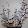 Крестовник Senecio sempervivus
