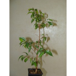 Фикус Ficus benjamina