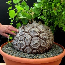 Dioscorea elephantipes