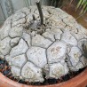 Диоскорея мексиканская Dioscorea mexicana - Галерея