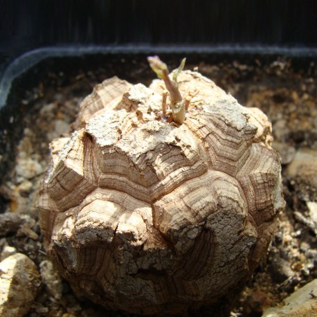 Dioscorea elephantipes