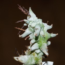 Euphorbia horrida monstrosa