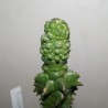 Euphorbia polygona monstrosa SELECTED