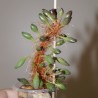 Adromischus cristatus clavifolius - детка
